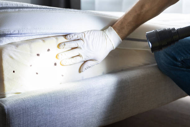 Best Mosquito Control Services  in Grundy, VA