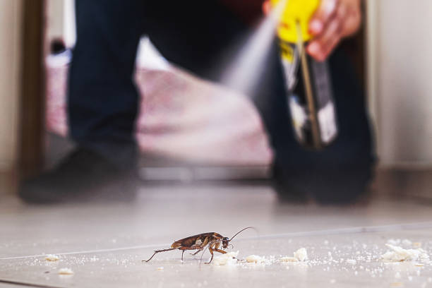 Best Affordable Pest Control Services  in Grundy, VA