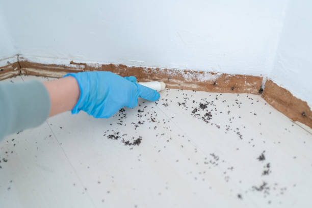 Best Flea Control Services  in Grundy, VA